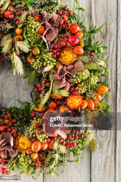 autumn wreath cutout on wooden wall, tied with rosehip (rosa canina), heather (calluna vulgaris), hydrangea (hydrangea macrophylla), strawflower (helichrysum bracteatum), boxwood (buxus sempervirens), ivy (hedera helix), grasses (panicum) - ca nina stock pictures, royalty-free photos & images