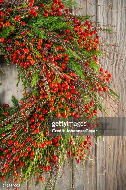 autumn wreath on wooden wall cutout, tied with rosehip (rosa canina), erikc (erica gracilis), quaking grass (panicum virgatum), juniper (juniperus communis) - ca nina stock pictures, royalty-free photos & images