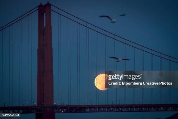 a super blue blood moon sets behind the golden gate bridge in san francisco - super blue blood moon 個照片及圖片檔