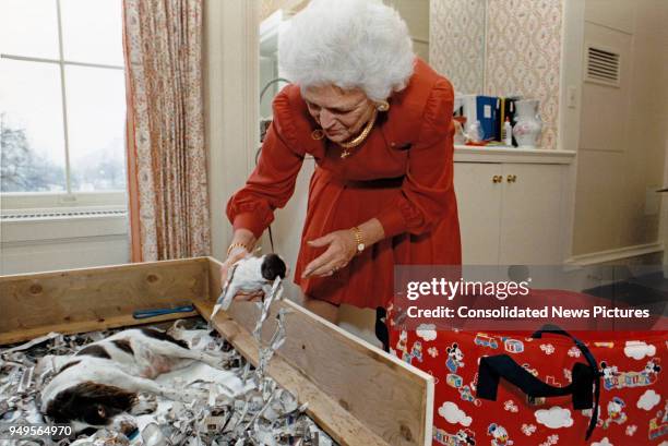 In the White House, First Lady Barbara Bush picks-up one of her pet dog Millie's pups, Washington DC, March 24, 1989.