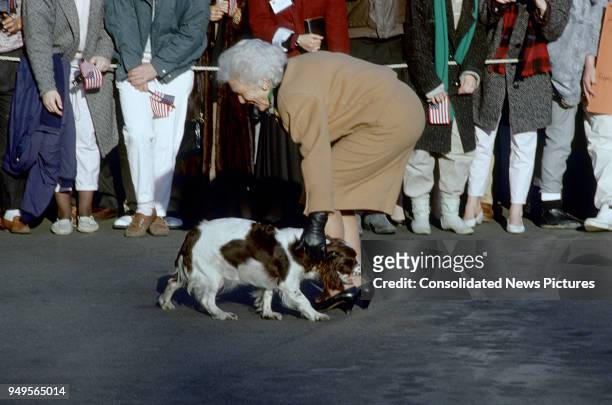 Outside the White House, First Lady Barbara Bush pets her dog, Millie , as onlookers stand behind a rope, Washington DC, March 10, 1989.