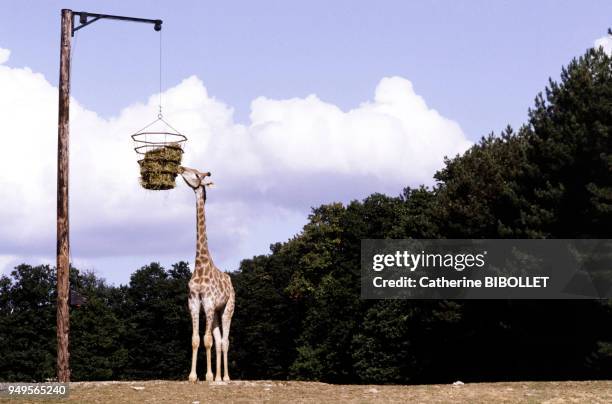 Girafe du parc zoologique de Thoiry, dans les Yvelines, France.