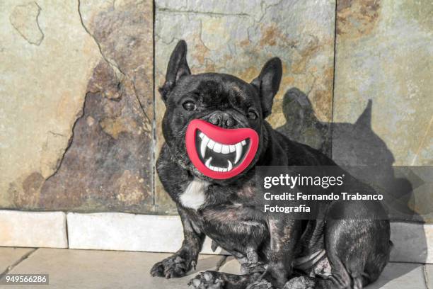 dog with smile and open mouth showing teeth - animals attacking stock pictures, royalty-free photos & images