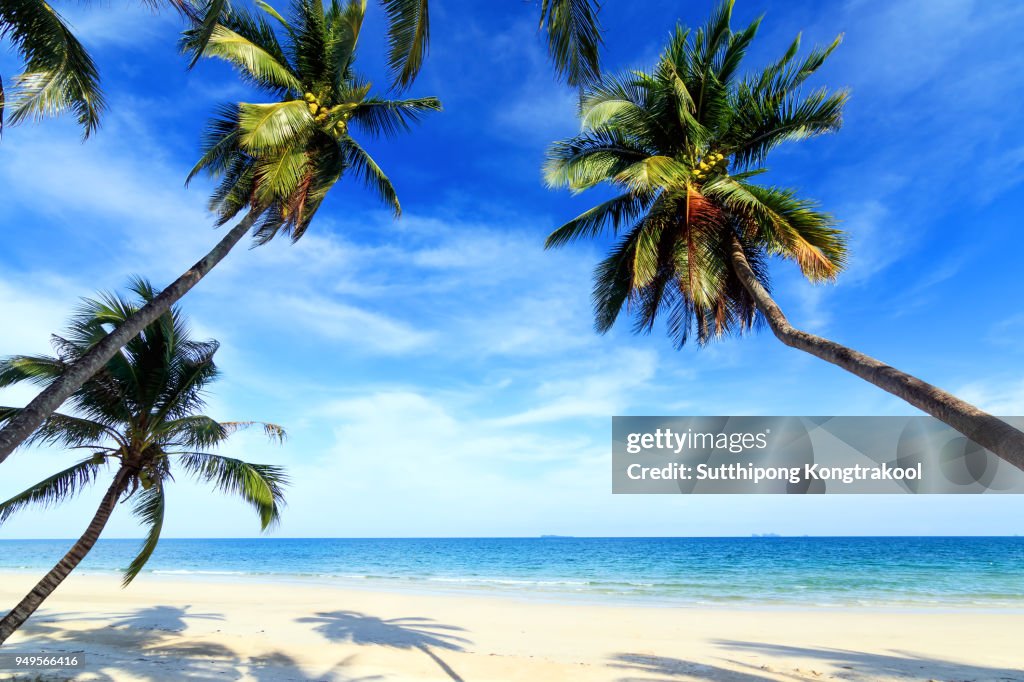 Palm trees and amazing cloudy blue sky at tropical beach island in Indian Ocean. Coconut Tree with Beautiful and romantic beach in Chumphon , Thailand. Koh Tao popular tourist destination in Thailand.
