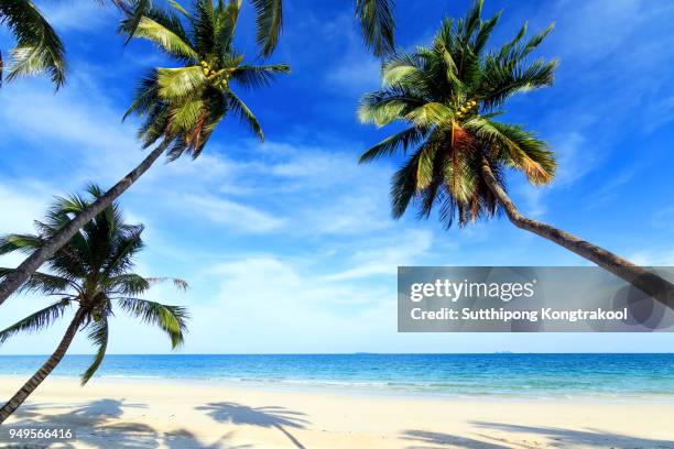 palm trees and amazing cloudy blue sky at tropical beach island in indian ocean. coconut tree with beautiful and romantic beach in chumphon , thailand. koh tao popular tourist destination in thailand. - fiji stockfoto's en -beelden