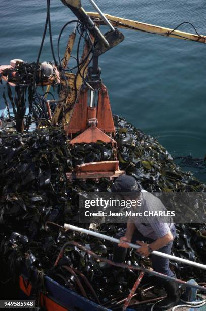 Déchargement d'un bateau de varech à Roscoff, dans le Finistère, France.