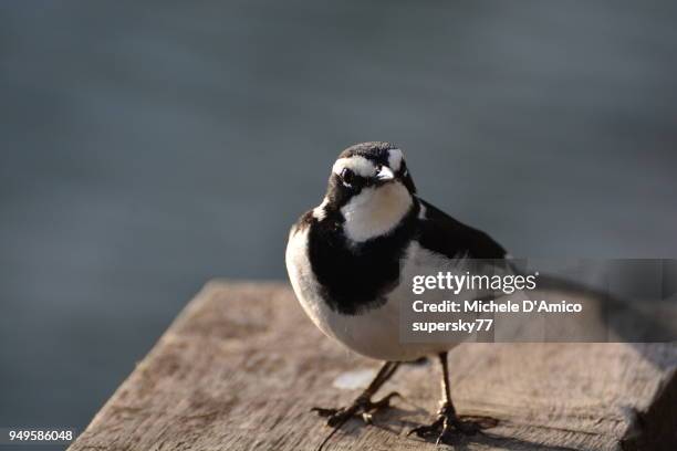 african pied wagtail, or african wagtail, (motacilla aguimp) - african pied wagtail stock pictures, royalty-free photos & images
