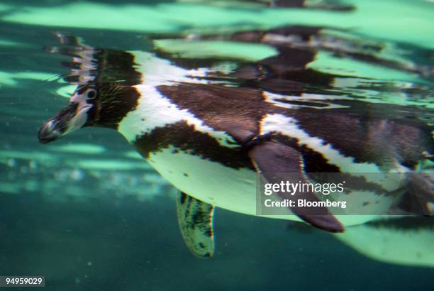 Penguin swims at the Tokyo Sea Life Park in Tokyo, Japan, on Friday, May 29, 2009. The aquarium is located on the shore of Tokyo Bay.