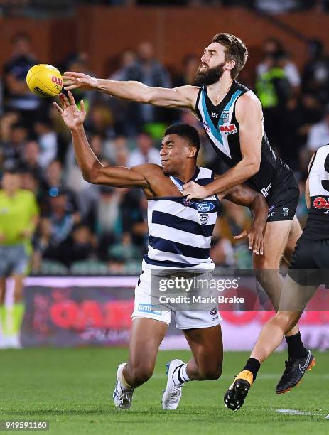 Justin Westhoff of Port Adelaide rucks the ball over Esava Ratugolea of the Cats during the round five AFL match between the Port Adelaide Power and...