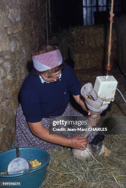 Paysanne gavant un canard près de Sarlat-la-Canéda,en Dordogne, France.