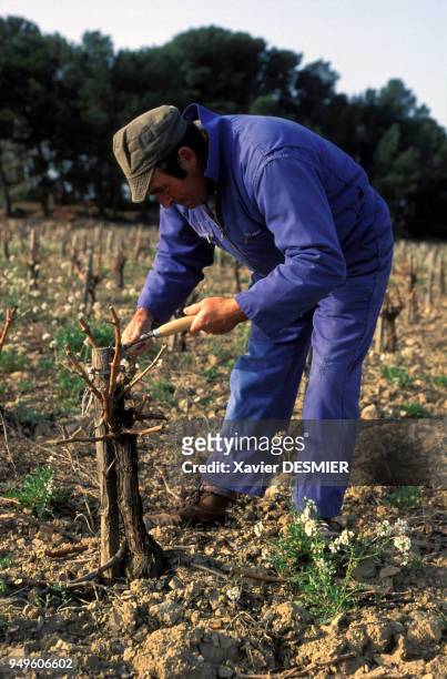 Vigneron taillant un pied de vigne à Pouzols-Minervois, dans l'Aude, France.