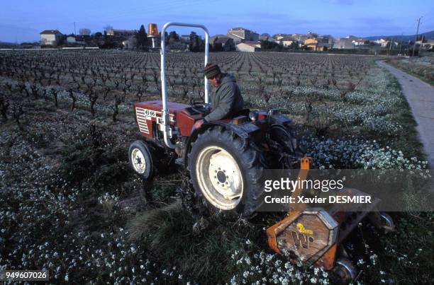 Vigneron sur son tracteur à Pouzols-Minervois, dans l'Aude, France.