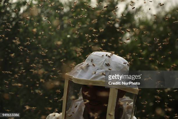 Palestinian beekeepers remove bees in the process of collecting honey at a farm near the Israel-Gaza border in the northern Gaza Strip April on 21...