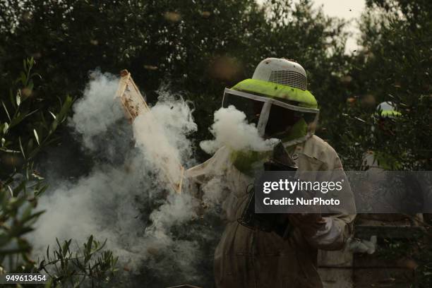 Palestinian beekeeper uses smoke to calm bees in the process of collecting honey at a farm near the Israel-Gaza border in the northern Gaza Strip...