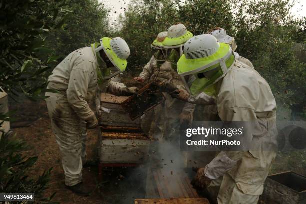 Palestinian beekeepers remove bees in the process of collecting honey at a farm near the Israel-Gaza border in the northern Gaza Strip April on 21...
