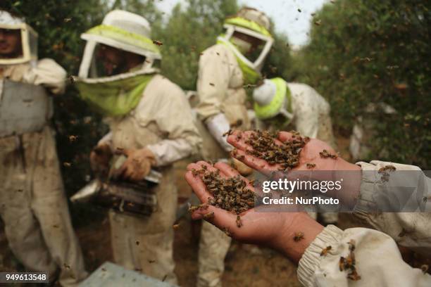 Palestinian beekeepers remove bees in the process of collecting honey at a farm near the Israel-Gaza border in the northern Gaza Strip April on 21...