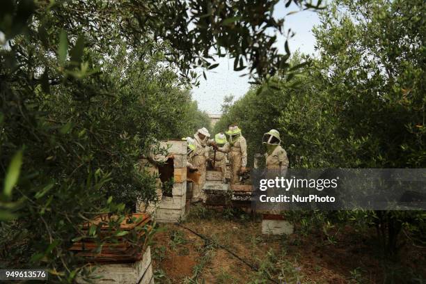 Palestinian beekeepers remove bees in the process of collecting honey at a farm near the Israel-Gaza border in the northern Gaza Strip April on 21...