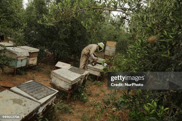 Palestinian beekeeper uses smoke to calm bees in the process of collecting honey at a farm near the Israel-Gaza border in the northern Gaza Strip...