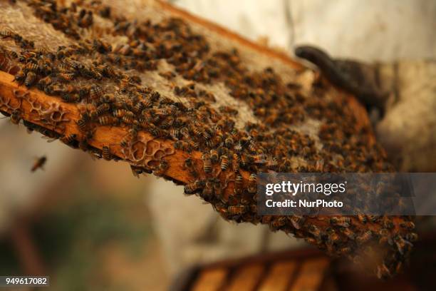 Palestinian beekeepers remove bees in the process of collecting honey at a farm near the Israel-Gaza border in the northern Gaza Strip April on 21...