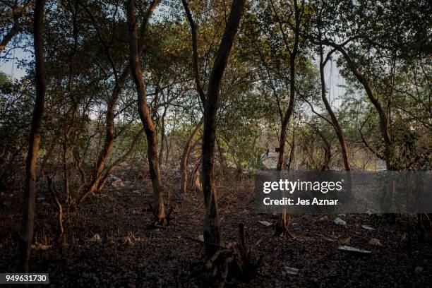 Plastic wastes fill the space in a mangrove area on April 18, 2018 in Manila, Philippines. The Philippines has been ranked third on the list of the...