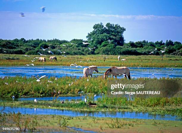 Marais du Crotoy à La Bassée / Réserve naturelle de la baie de Somme / Parc ornithologique du Marquenterre / Le massif dunaire du Marquenterre les...