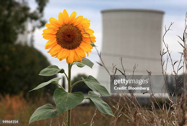 Sunflower grows in front of the RWE nuclear power plant in Biblis, Germany, on Wednesday, Sept. 30, 2009. Anti-nuclear campaigners are gearing up to...