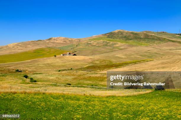 grain fields near contrada sant agata, sicily, italy - contrada stock pictures, royalty-free photos & images