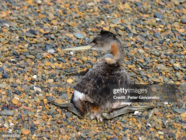 20 Camarones Chubut Stock Photos, HighRes Pictures, and Images Getty