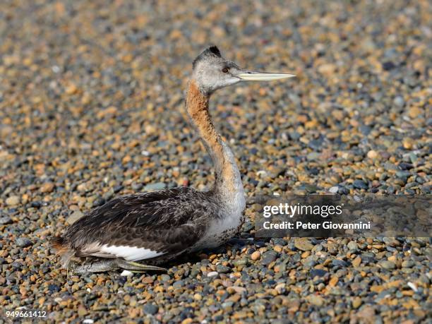 20 Camarones Chubut Stock Photos, HighRes Pictures, and Images Getty