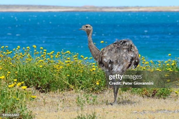 nandu (rhea americana) on a flower meadow at the atlantic ocean, bahia bustamante, near camarones, chubut, argentina - wild flowers stockfoto's en -beelden