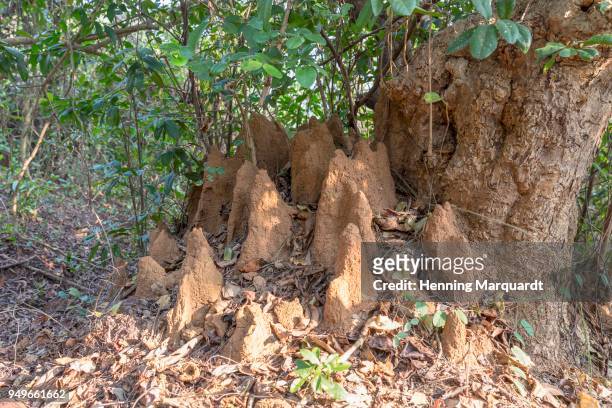 termite mound in jungle, agonda beach, goa, india - isoptera stock pictures, royalty-free photos & images