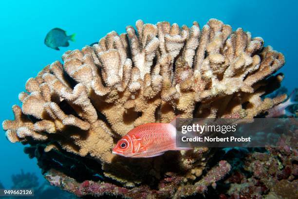 silverspot squirrelfish (sargocentron caudimaculatum), behind pocillopora verrucosa (pocillopora verrucosa), in the coral reef, pacific, moorea, windward islands, french polynesia - silverspot stock pictures, royalty-free photos & images