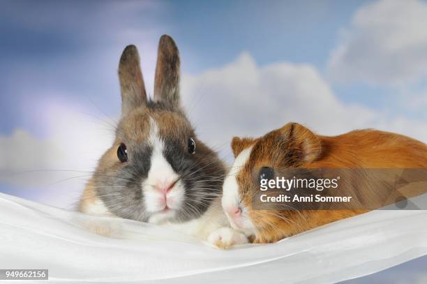 dwarf rabbit and guinea pig - rabbit guinea pig stock pictures, royalty-free photos & images