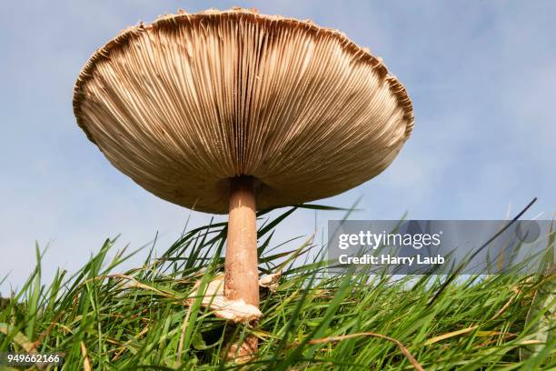parasol mushroom (macrolepiota procera) in a meadow, frogs perspective, fischland-darss-zingst, western pomerania lagoon area national park, mecklenburg-western pomerania, germany - agaricomycotina stock pictures, royalty-free photos & images