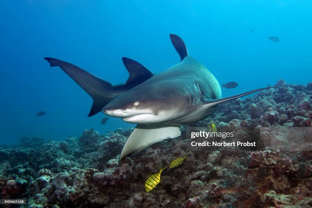Sicklefin lemon shark (Negaprion acutidens) with Golden Trevally (Gnathanodon speciosus) over coral reef, pacific ocean, moorea, Leeward Islands, society islands, French Polynesia