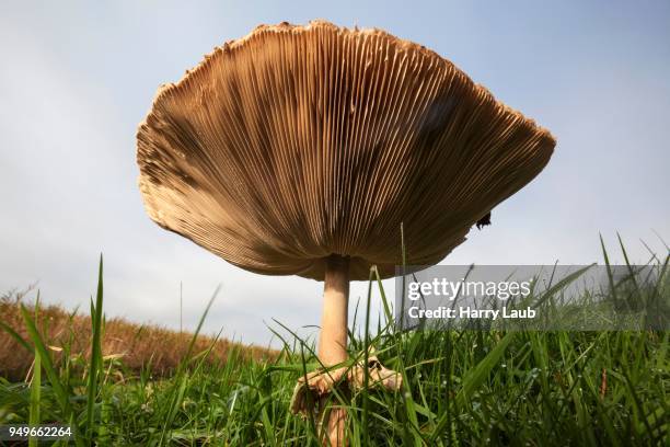 parasol mushroom (macrolepiota procera) in a meadow, frogs perspective, fischland-darss-zingst, western pomerania lagoon area national park, mecklenburg-western pomerania, germany - agaricomycotina stock pictures, royalty-free photos & images