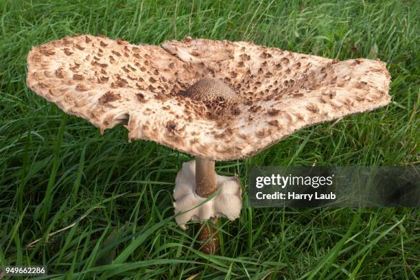 parasol mushroom (macrolepiota procera) in a meadow, fischland-darss-zingst, western pomerania lagoon area national park, mecklenburg-western pomerania, germany - agaricomycotina stock pictures, royalty-free photos & images