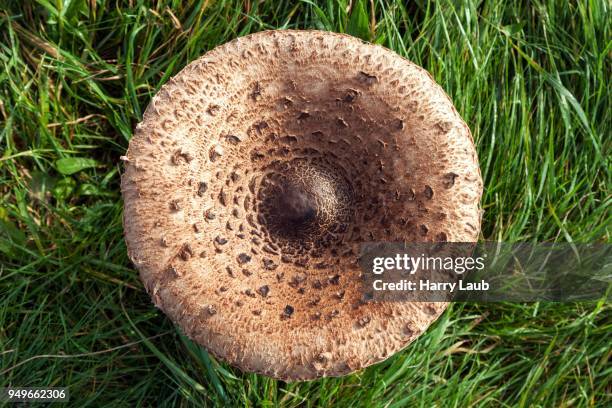 parasol mushroom (macrolepiota procera) in a meadow, fischland-darss-zingst, western pomerania lagoon area national park, mecklenburg-western pomerania, germany - agaricomycotina stock pictures, royalty-free photos & images