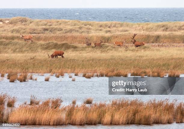 red deer grazes in bodden landscape, darsser ort, fischland-darss-zingst, western pomerania lagoon area national park, baltic sea coast, mecklenburg-western pomerania, germany - foraging on beach stock pictures, royalty-free photos & images