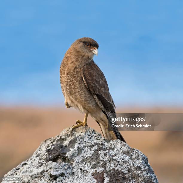 chimango caracara (phalcoboenus chimango) sits on rock, easter island, chile - chimango caracara stock pictures, royalty-free photos & images