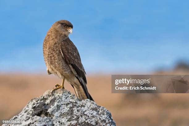 chimango caracara (phalcoboenus chimango) sits on rock, easter island, chile - chimango caracara stock pictures, royalty-free photos & images