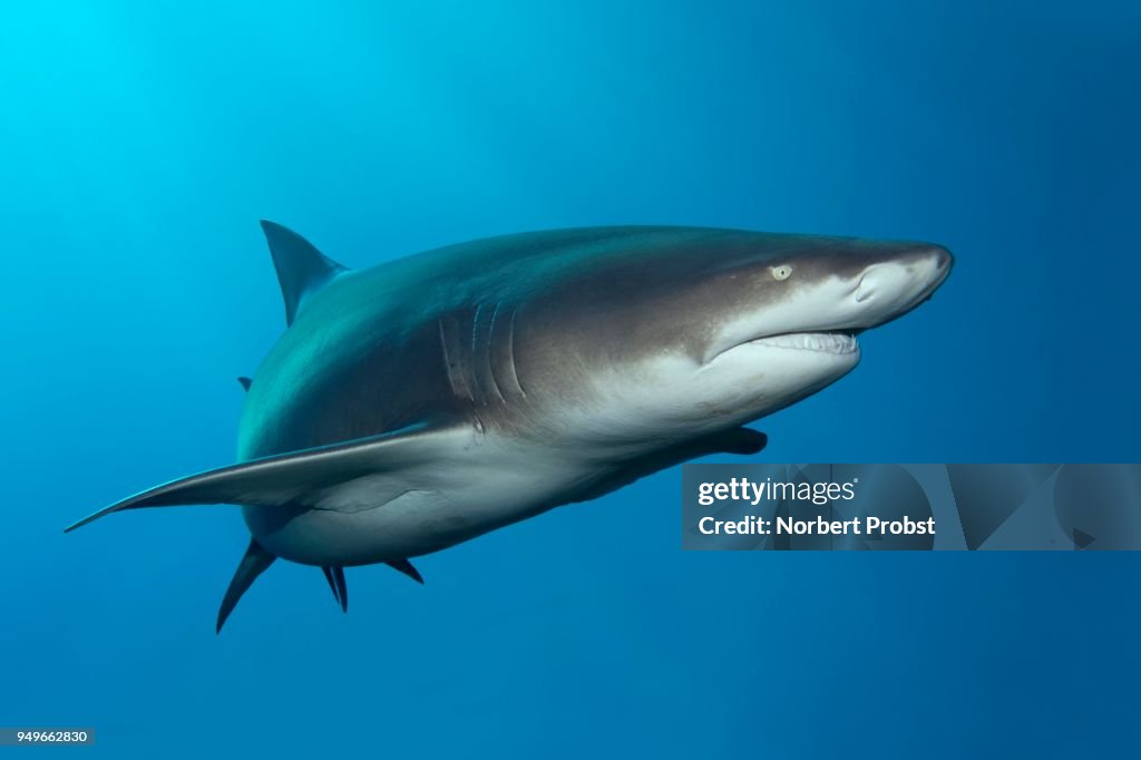 Sicklefin lemon shark (Negaprion acutidens) floats in the blue, Pacific Ocean, Moorea, Leeward Islands, Society Islands, French Polynesia