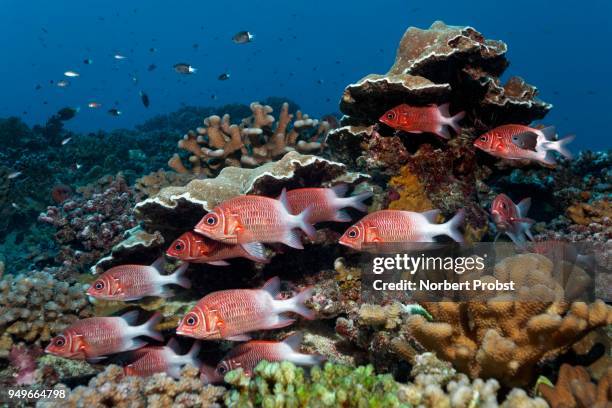 swarm silverspot squirrelfish (sargocentron caudimaculatum) swims in front of stony corals, pacific ocean, tikehau, society islands, windward islands, french polynesia - silverspot stock pictures, royalty-free photos & images