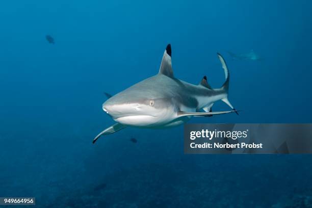 blacktip reef shark (carcharhinus melanopterus) over coral reef, pacific ocean, moorea, windward islands, french polynesia - blacktip reef shark stock-fotos und bilder