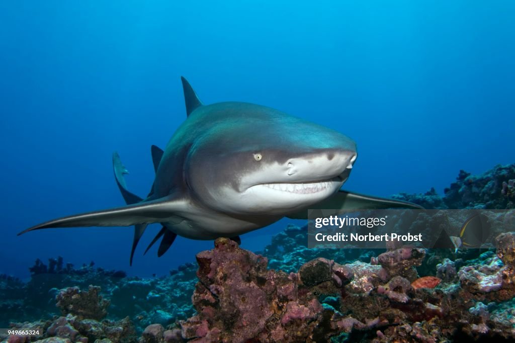 Sicklefin lemon shark (Negaprion acutidens) floats over coral reef, Pacific Ocean, Moorea, Leeward Islandss, society islands, French Polynesia