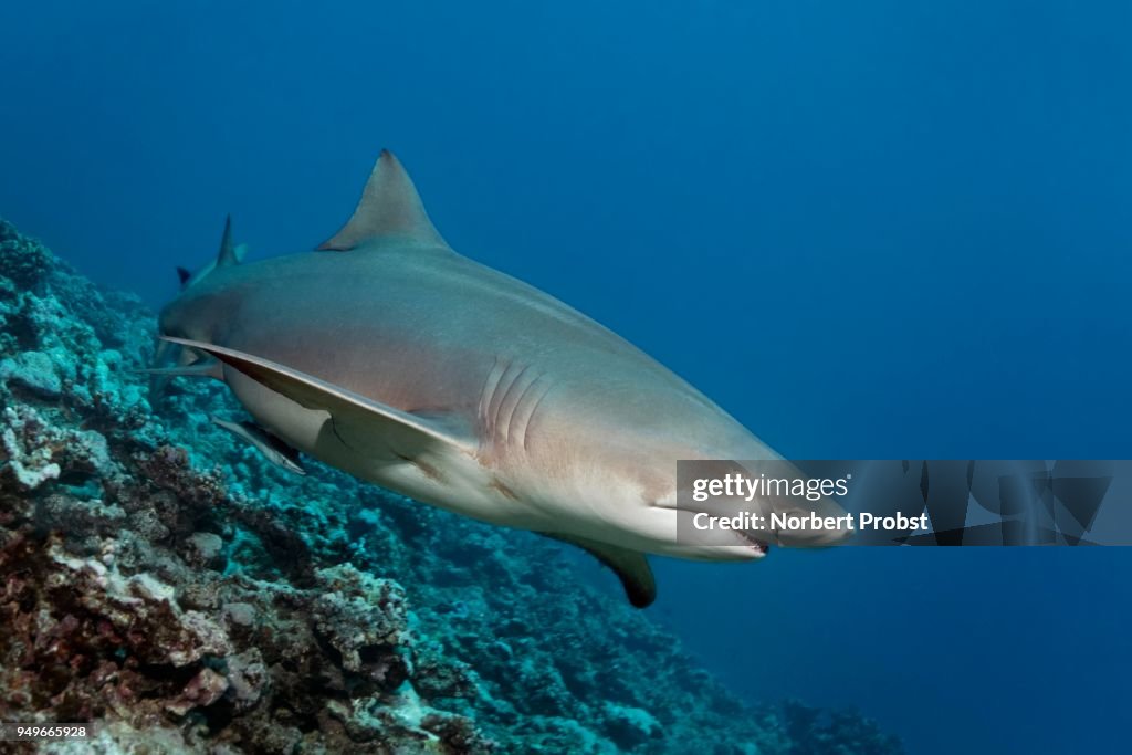 Sicklefin lemon shark (Negaprion acutidens) floats over coral reef, Pacific Ocean, Moorea, Leeward Islands, society islands, French Polynesia