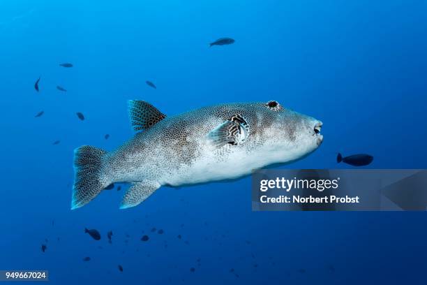 star puffer (arothron stellatus), pacific ocean, rangiroa, society islands, windward islands, french polynesia - arothron puffer stock pictures, royalty-free photos & images