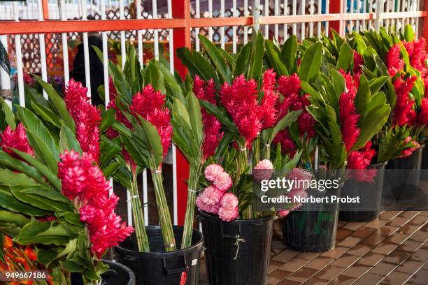 red ginger (alpinia purpurata), flowers for sale, marketplace in papeete, tahiti, french polynesia - ginger flower stock pictures, royalty-free photos & images