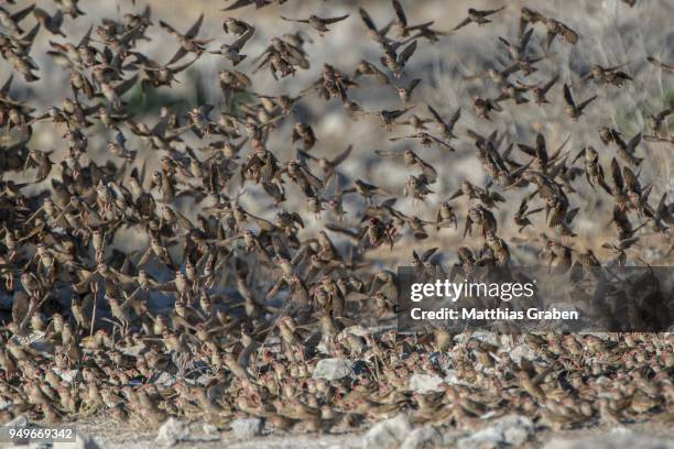 flock of birds, red-billed quelea (quelea quelea), flying at the waterhole klein namutoni, etosha national park, namibia - red billed queleas stock pictures, royalty-free photos & images