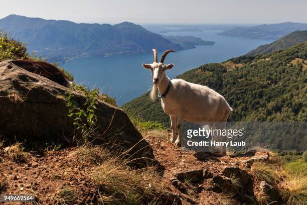 goat (capra) on monte morissolo, lago maggiore, verbano-cusio-ossola province, piedmont region, italy - province of verbano cusio ossola stock pictures, royalty-free photos & images